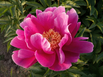 芍藥提取物 高濃縮萃取與精細(xì)粉末應(yīng)用優(yōu)勢(shì)