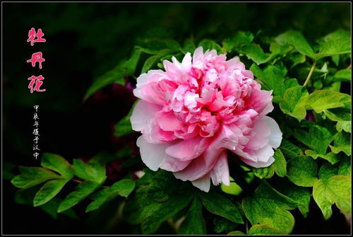 牡丹花開(kāi) 2024149 苗木