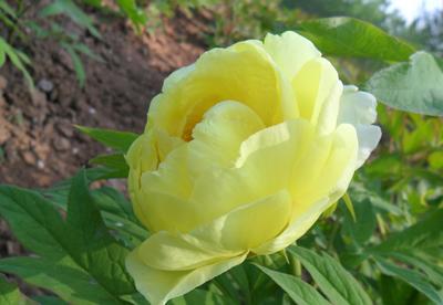 大王園藝 一株百年牡丹王，訴說國色天香的時代風(fēng)華