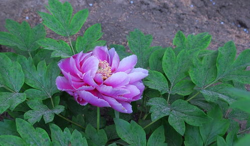 牡丹花開，苗木生機