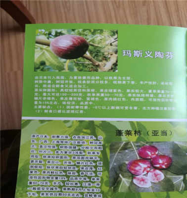 五年巴勞奈無花果苗 基地直供，今年頭條禮品花卉銷售新趨勢